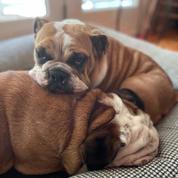 Meet your Posher, Audrey - Picture 4 of 7